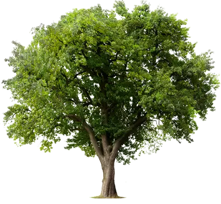 Riso, tree, environment, recycle, Premier Technology Group